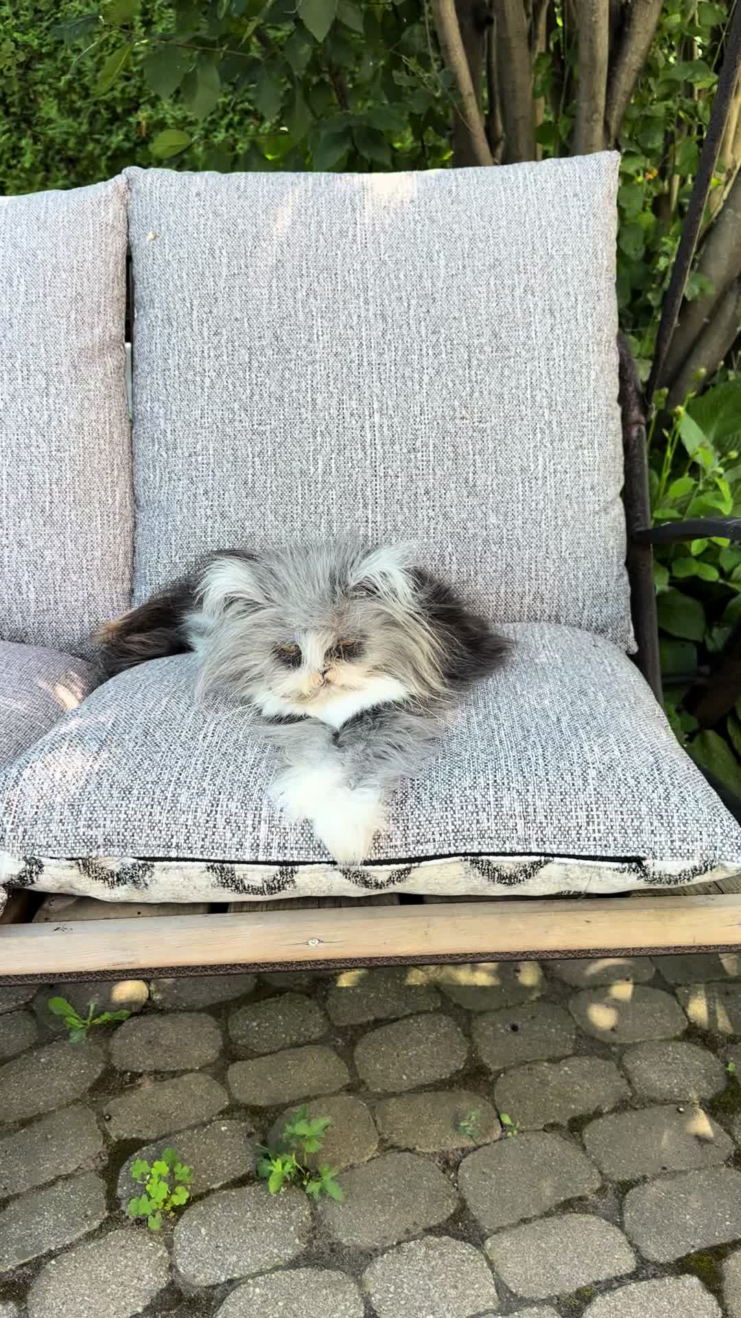 @atchoumthecat