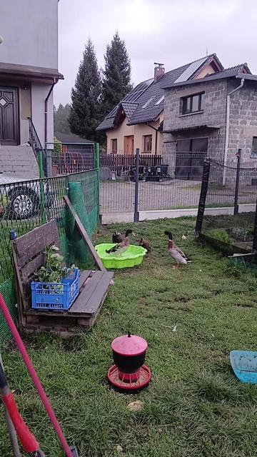 @Kaczogród u Milki🦆🦆🦆🦆