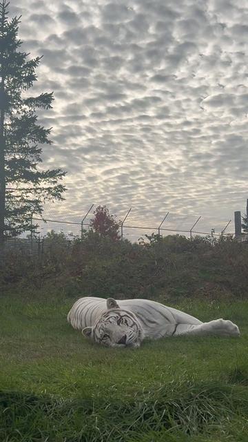 @The Wildcat Sanctuary