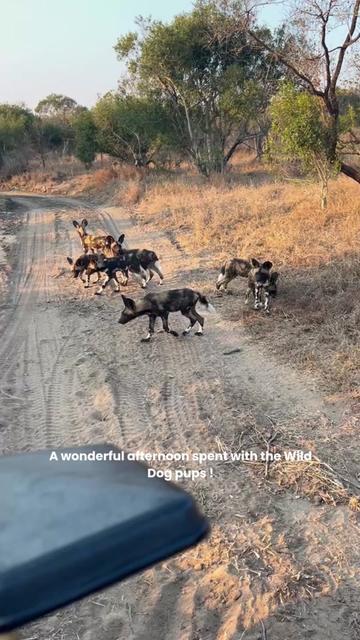 @Thornybush