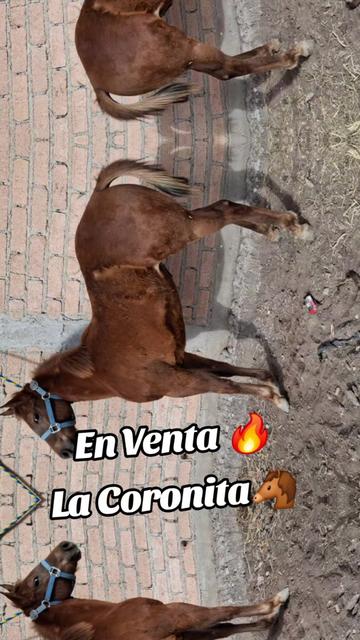 @EvHorses Zacatecas
