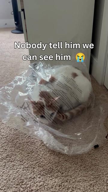 @One and a Half Orange Cats