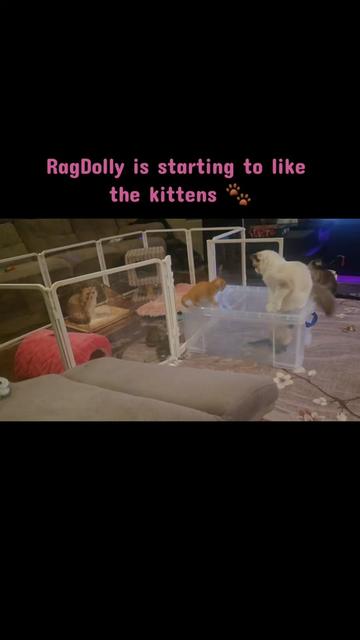 @Brittany's Beauties Kittens