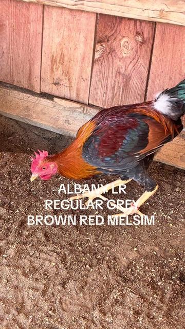 @A.MENDOZA.FARM.USA 74HWY