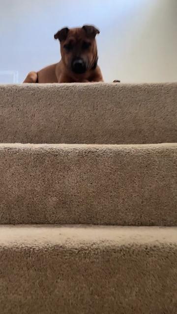 @LivinWithLevi