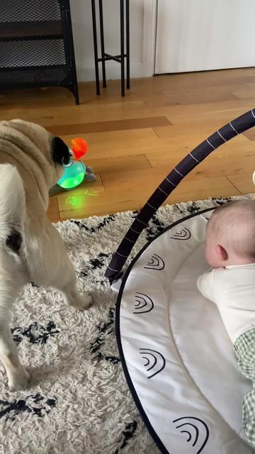 @Wee Winston The Pug