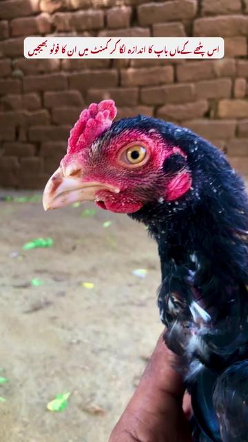 @Poultry Markaz