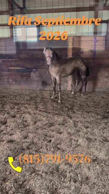 @R.L.P Quarter Horses