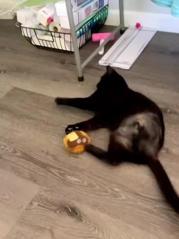 @dutch.vandercat