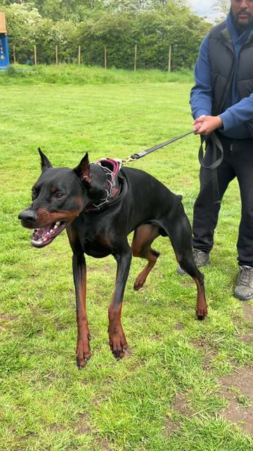 @protectiondobermanns