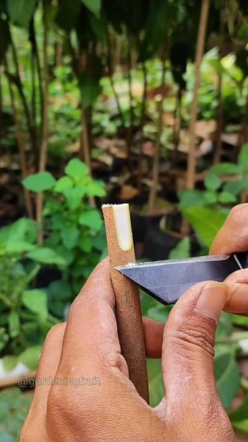 @GardeningFruits