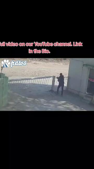 @pawstok