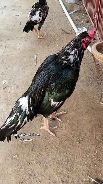 @Sajjad Aseel Farm