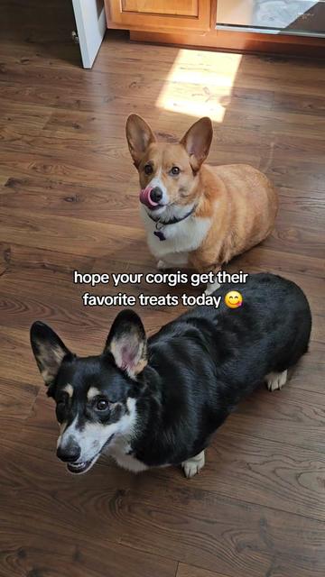 @Chelsea | Corgi Mom 🐾