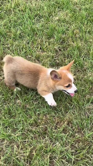 @Ashley at Rivermont Farm🐎🐶
