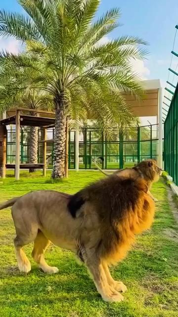@animalsgonewildd