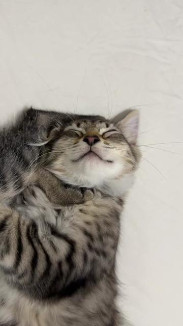 @Mia kittens