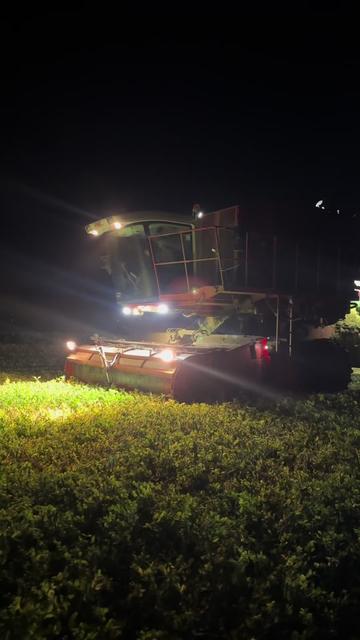 @Ćwikła agro