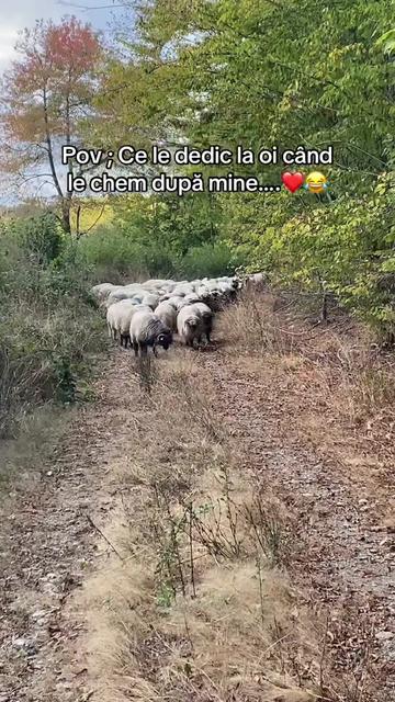 @Diana Moga
