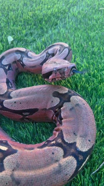 @Medusa Exotics
