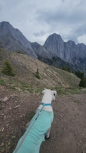 @Banff Trail Running & Wildlife