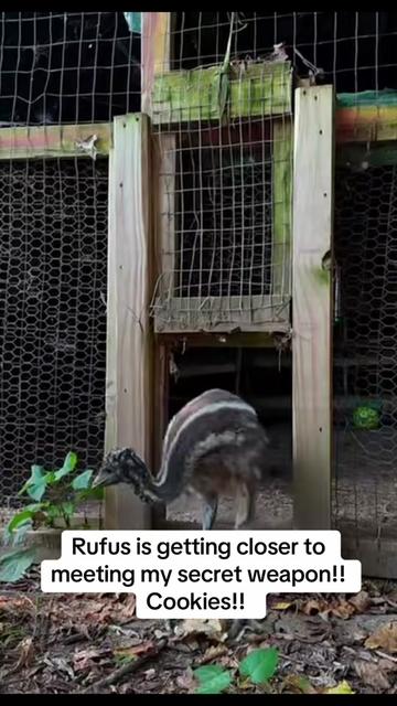 @Rufus The Bull