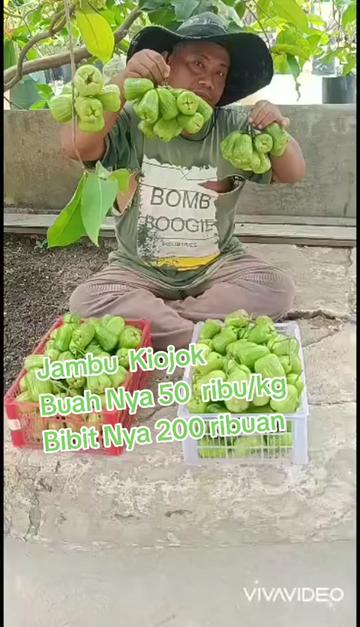 @Bibit khusus samarinda