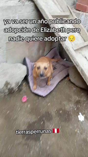 @Asociaci&oacute;n T.Perrunas🐕🐈🇵🇪