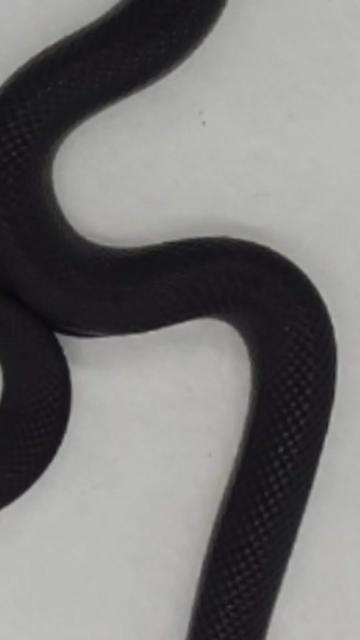 @TheReptileCompanyofWisconsin