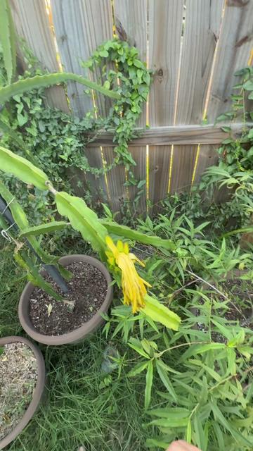 @themagicvalleygardener