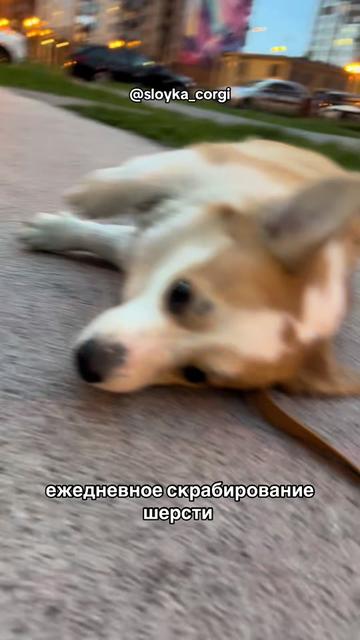 @Слойка корги