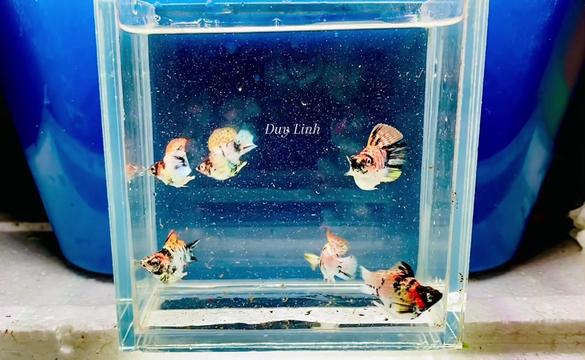 @duylinhchannel12