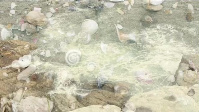 @𓆸