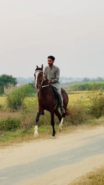 @Ch Hammad bokan ♥️🐎