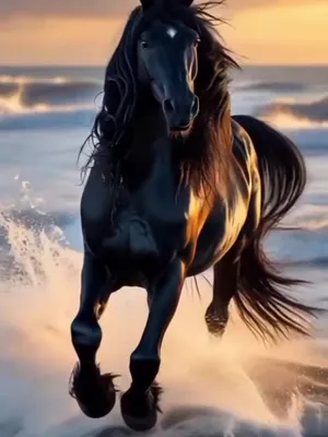 @mehmet g&uuml;l&ccedil;in