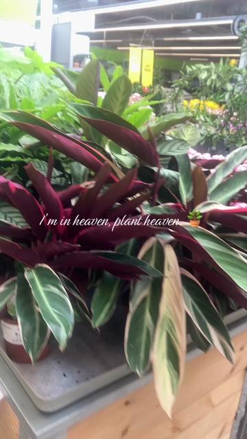 @Yris1974