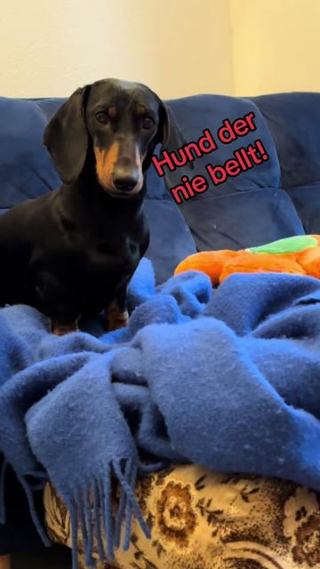 @SausagedogMaja