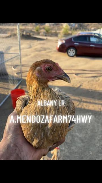 @A.MENDOZA.FARM.USA 74HWY