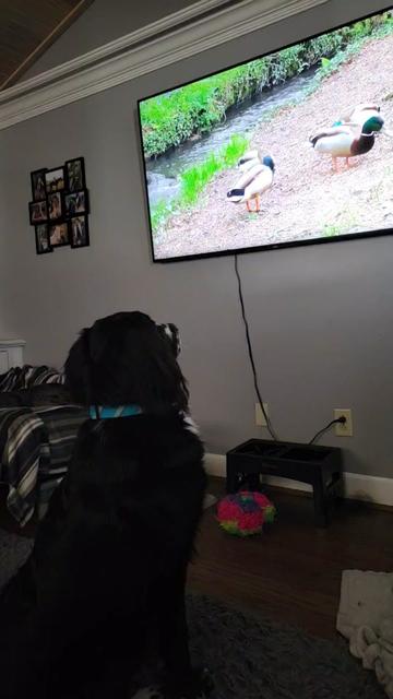 @dogmomof4