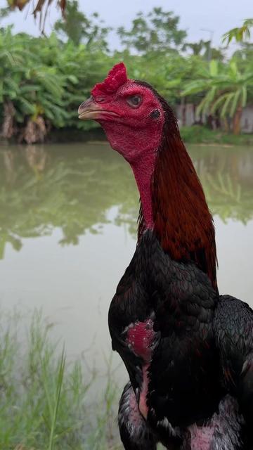 @Quốc khánh