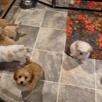 @Barb's Precious Pups