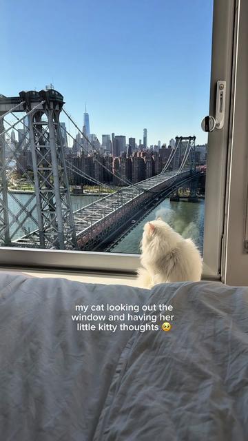 @Cleo the City Kitty