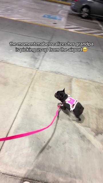 @Mabel the Frenchie
