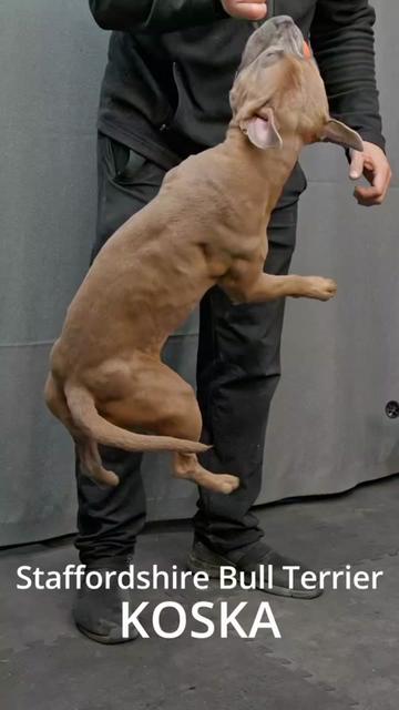 @IGP Dog Mando
