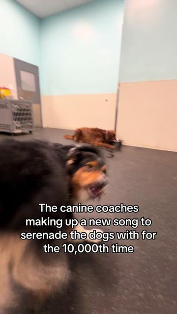 @Dogtopia South Ann Arbor