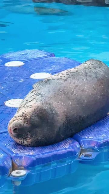 @Seal2028