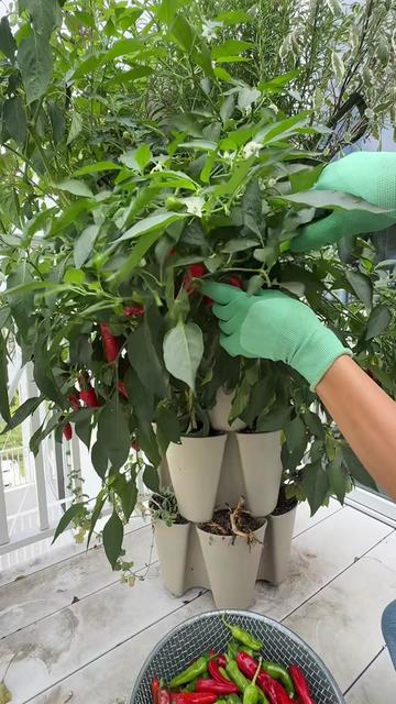 @gardeningindoors