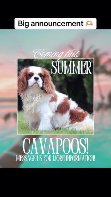 @Furry Tailed Friends NC