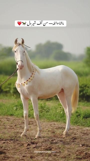 @SUNRISE STUD FARMS RAWALPINDI