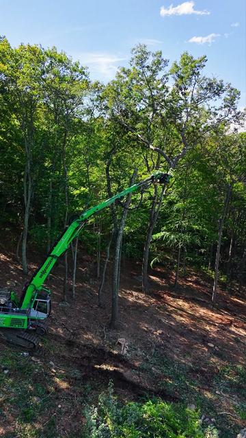@DistinctiveTreeCare
